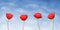 Four red poppy-flowers on blue background