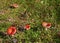 Four red russula mushrooms on the green background