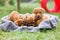 Four Rhodesian Ridgeback puppies in a basket