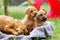 Four Rhodesian Ridgeback puppies in a basket