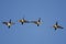 Four Ring-Necked Ducks Flying in a Blue Sky