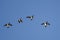 Four Ring-Necked Ducks Flying in a Blue Sky