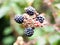 Four ripe blackberries on branch wild bramble Rubus fruticosus