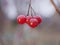Four ripe red viburnum berries hang on a dead branch without leaves on a cloudy autumn day. The crop of medicinal plants