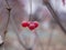 Four ripe red viburnum berries hang on a dead branch without leaves on a cloudy autumn day. The crop of medicinal plants