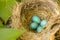 Four Robin Eggs in a Nest