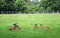 Four roe deers sitting in the green field