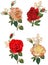 Four rose flowers compositions isolated on white