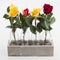 Four roses in four vases, isolated