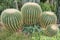 Four Round Cactuses