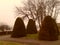 Four rounded bushes in a park in foggy weather