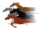 Four running horses