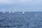 Four sailboats on the sea