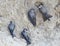 Four sand martin near nest