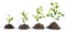 Four Saplings on white background