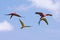 Four scarlet macaws are flying freely in the blue sky. The bird, which has the scientific name Ara macao, has very beautiful colo