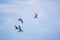 Four sea gulls fly in the clear blue sky