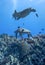 Four Sea Turtles and Fish Swimming over Reef in Deep Blue