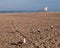 Four seagulls on a beach in southern California