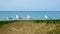 Four seagulls standing in a row on a sea wall