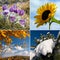 Four season nature collage