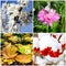 Four seasons collage - spring, summer, autumn, winter