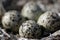 Four Semipalmated Plover eggs in a nest surrounded by twigs near Arviat