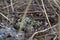 Four Semipalmated Plover found in a nest on the Canadian arctic tundra