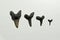 Four shark teeth closeup from cadzand, holland