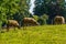 Four sheep eat green grass in a fenced pasture