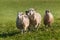 Four Sheep (Ovis aries) Make a Stand