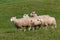 Four Sheep Ovis aries Run By
