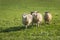 Four Sheep Ovis aries Run In
