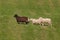 Four Sheep Ovis aries Walk Sedately Left