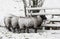 Four Sheep Snow Storm Noordeloos