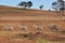 Four sheep walking in a row in a dry farm paddock