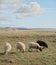 Four sheeps at the hill, above baltique sea in sweden