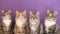 Four of the Siberian breed kittens on purple background.