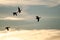 Four Silhouetted Ducks Flying in the Evening Sky