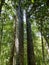 The Four Sisters, Kauri trees in New Zealand