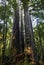 Four sisters Kauri trees, Northland, New Zealand.