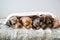 Four sleepy puppies