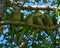 four small birds are perched on a branch together and eat