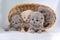 Four small british kittens sit in a wicker basket.  on white background