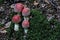 Four small fly agarics with white legs and green foliage