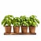 Four Small Pots With Basil Plants On Wood Tray - Iso 200, Low Resolution