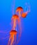 Four small red-orange jellyfish