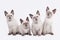 Four small thai kittens on white