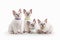 Four small thai kittens on white background
