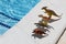 Four small toy dinosaurs stand in row near swimming pool on bright sunny day, copy space. Concept of summer vacation, childhood,